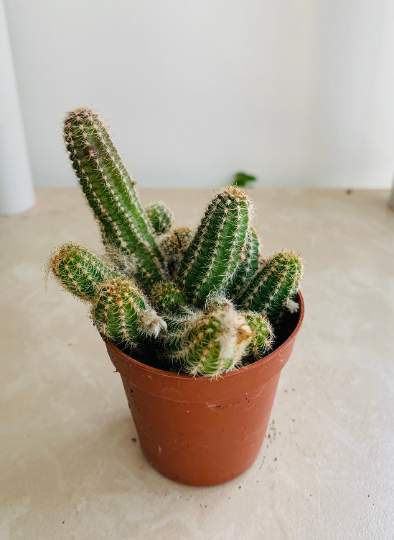 Echinopsis Chamaecereus in 5.5cm Pot Cassandra's Plants