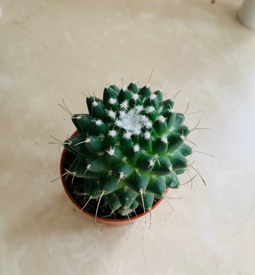 Mammillaria Knippeliana in 5.5cm Pot Cassandra's Plants