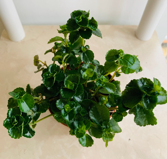 Pilea Himalaya Depressa 'Creeping Charlie' Cassandra's Plants