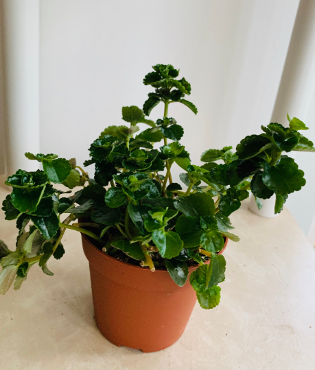 Pilea Himalaya Depressa 'Creeping Charlie' Cassandra's Plants