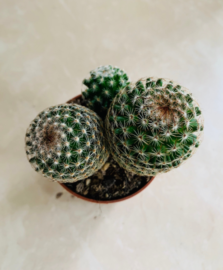 Mammillaria Matudae Cactus Cassandra's Plants