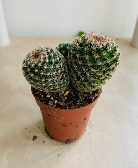 Mammillaria Matudae Cactus Cassandra's Plants