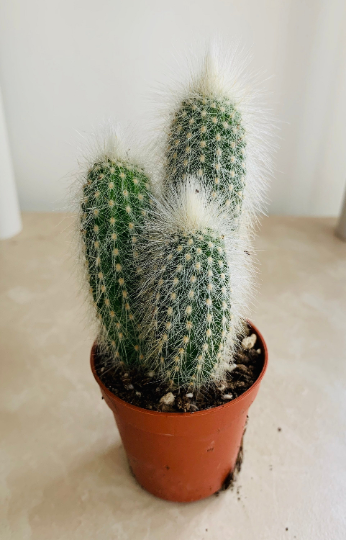 Cleistocactus Strausii Cactus 5.5cm Pot Cassandras's Plants