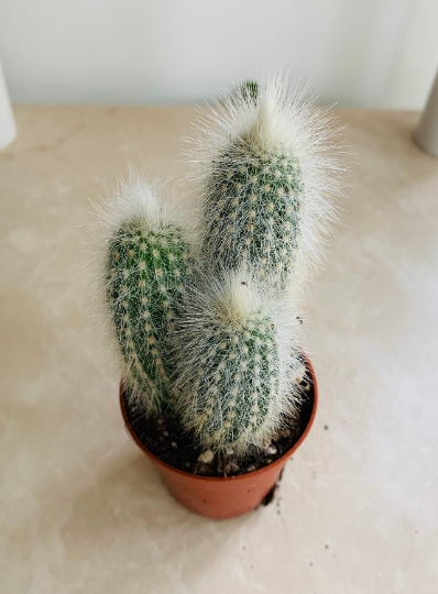 Cleistocactus Strausii Cactus 5.5cm Pot Cassandras's Plants