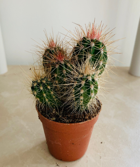 Mammillaria Spinosissima "Redheaded Irishman" Cactus Cassandra's Plants