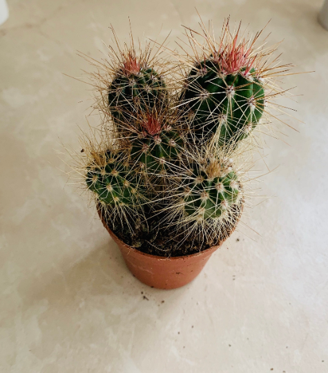 Mammillaria Spinosissima "Redheaded Irishman" Cactus Cassandra's Plants