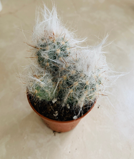 Oreocereus Trollii "Old Man Of The Andes" Cassandra's Plants