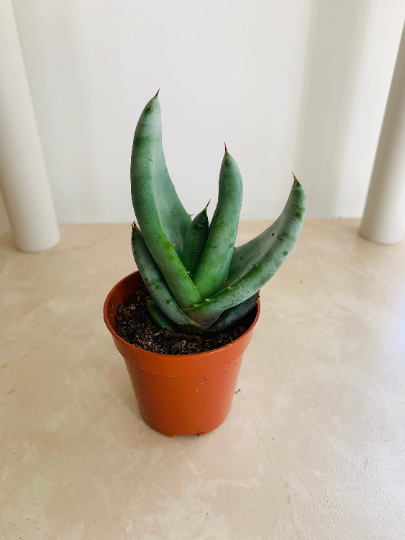 Aloe Ferox 5.5cm Pot Cassandra's Plants