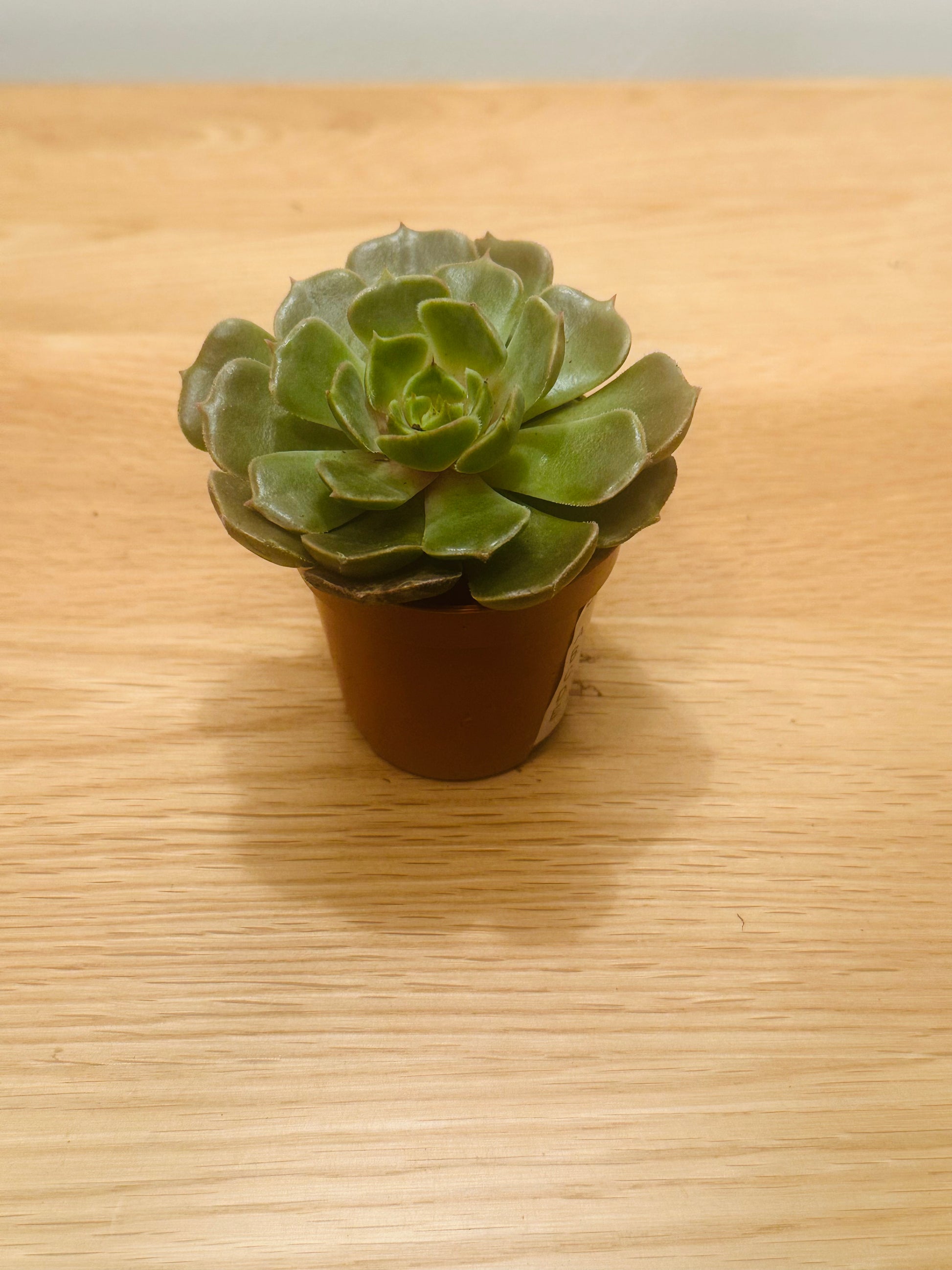 Echeveria Brown Rose in a 5.5cm Pot. Cassandra's Plants