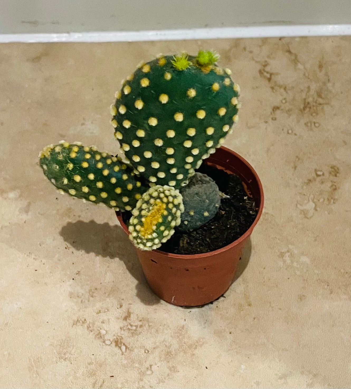 Opuntia Microdasys Var. Pallida "Bunny Ears" in 5.5cm Pot Cassandra's Plants