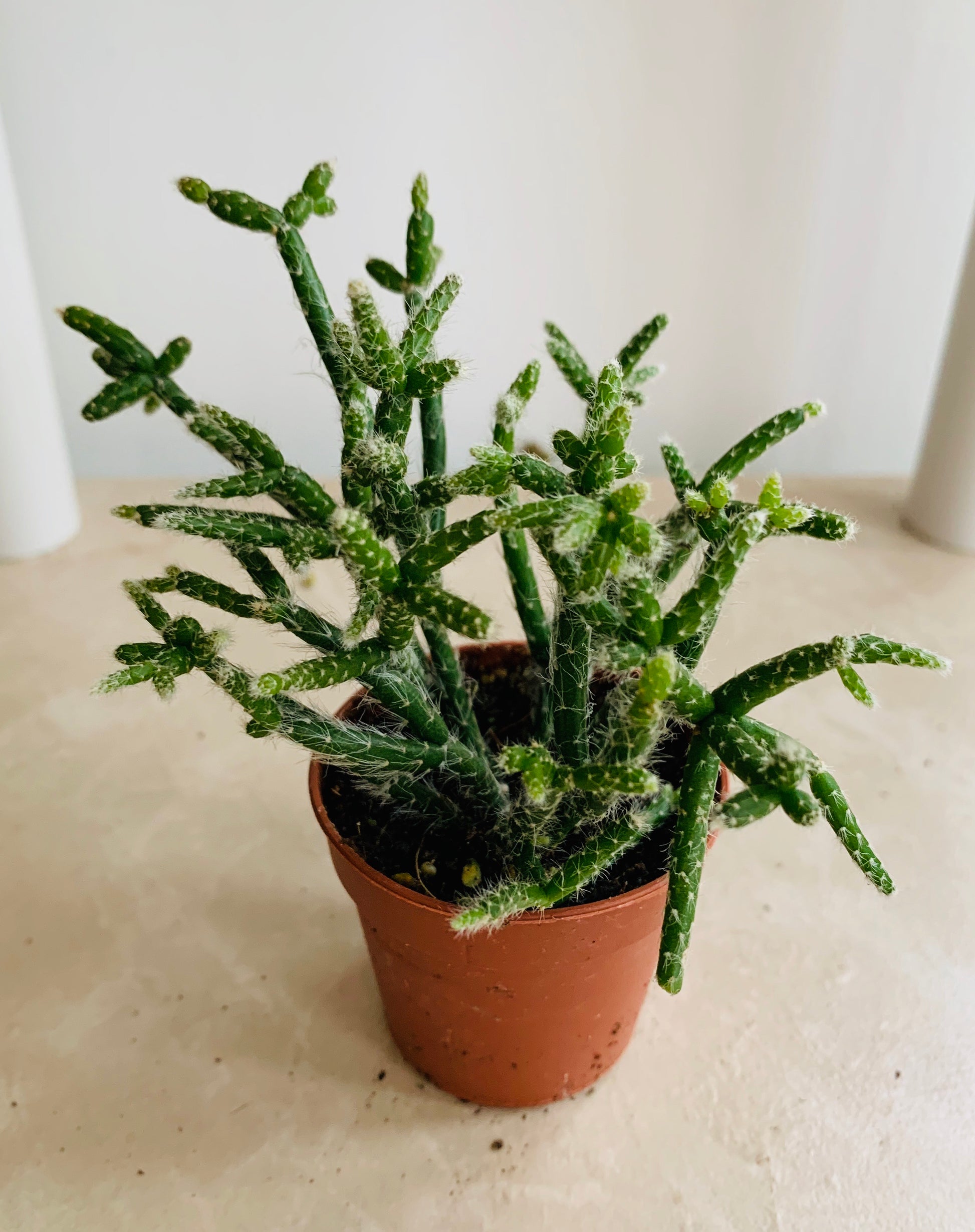 Rhipsalis Baccifera subsp. Horrida (Mouse Tail Cactus) Cassandra's Plants