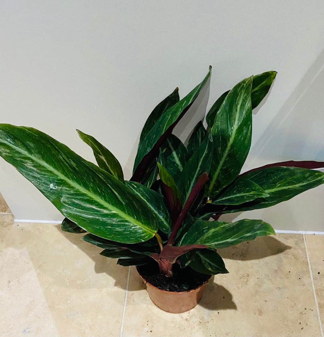 Calathea Magic Star 12cm Pot Cassandra's Plants