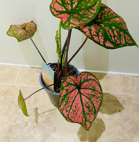 Caladium Pink Splash 10.5cm pot Cassandra's Plants