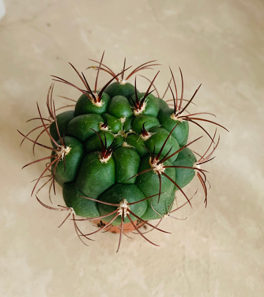 Gymnocalycium Saglionis Cassandra's Plants