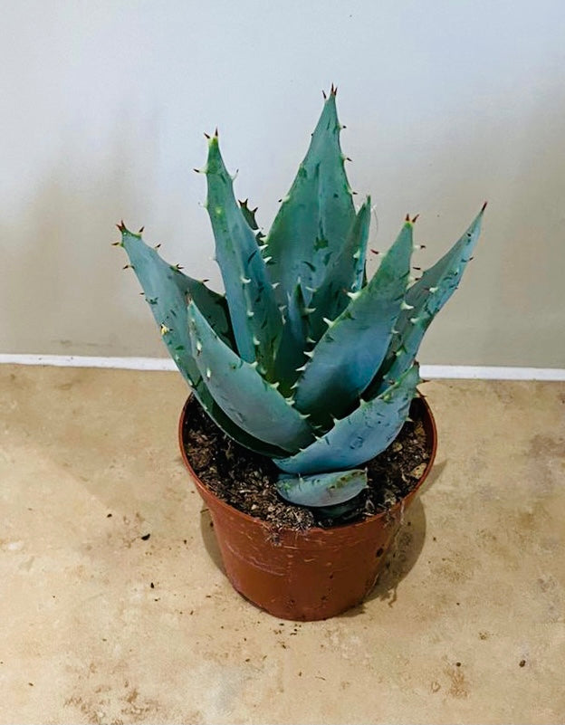 Aloe Brevifolia 8,5cm Pot Cassandra's Plants