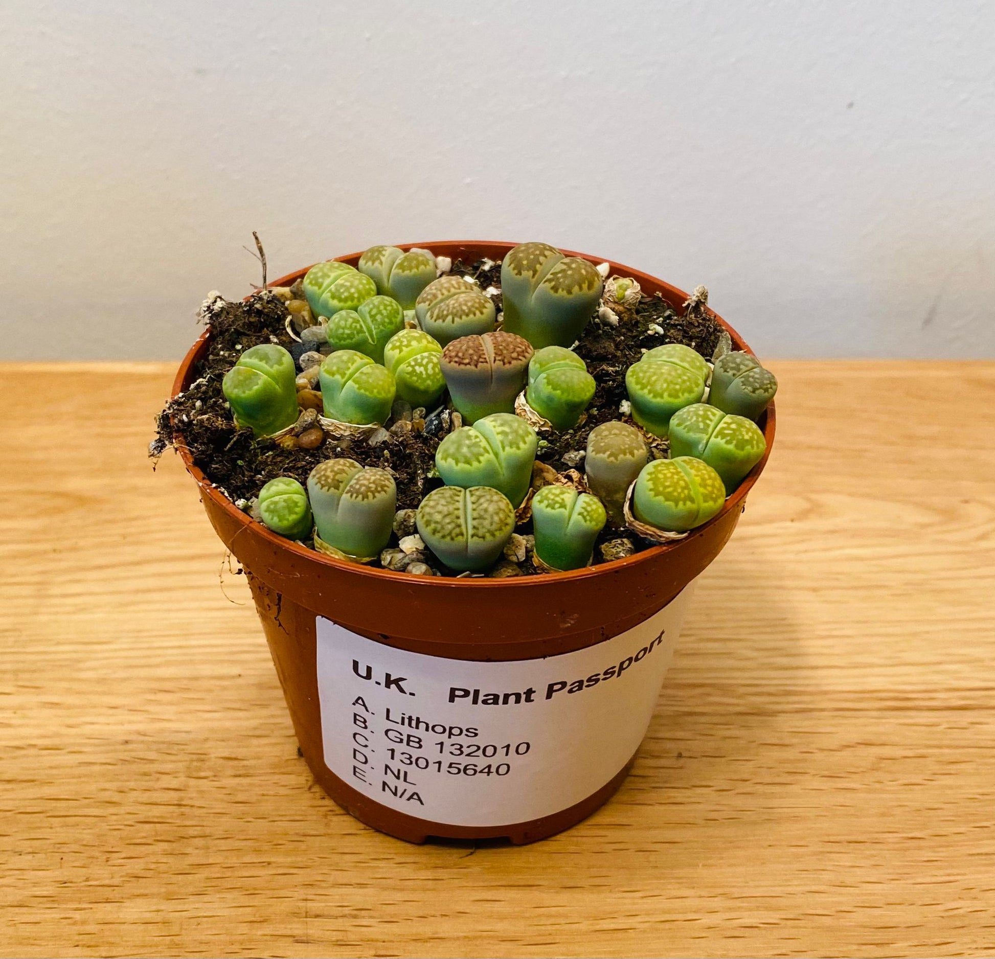 Lithops Julii ssp. Fulleri cv 'Fullergreen' Mix in 8cm pot Cassandra's Plants