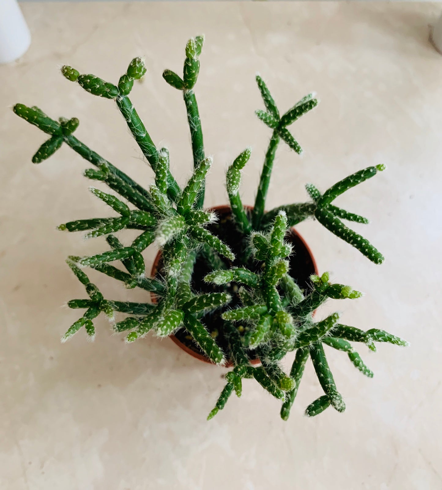 Rhipsalis Baccifera subsp. Horrida (Mouse Tail Cactus) Cassandra's Plants