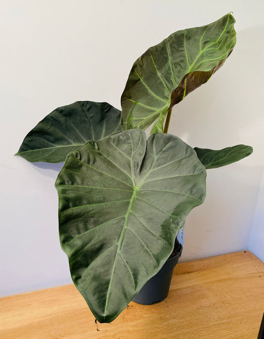 Alocasia Regal Shield 19cm Pot Cassandra's Plants