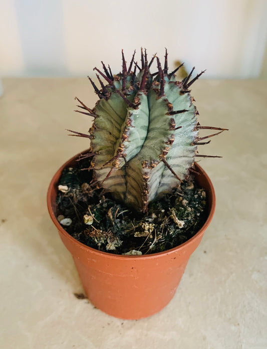 Euphorbia Horrida Snowflake in a 5.5cm Pot Cassandra's Plants 