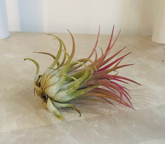 Tillandsia Ionantha Guatemala Cassandra's Plants