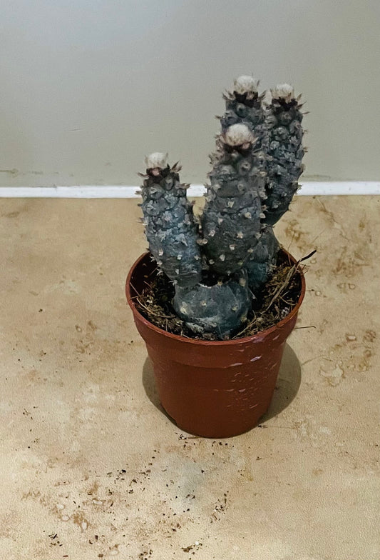 Opuntia Strobiliformis In a 5.5cm pot Cassandra's Plants