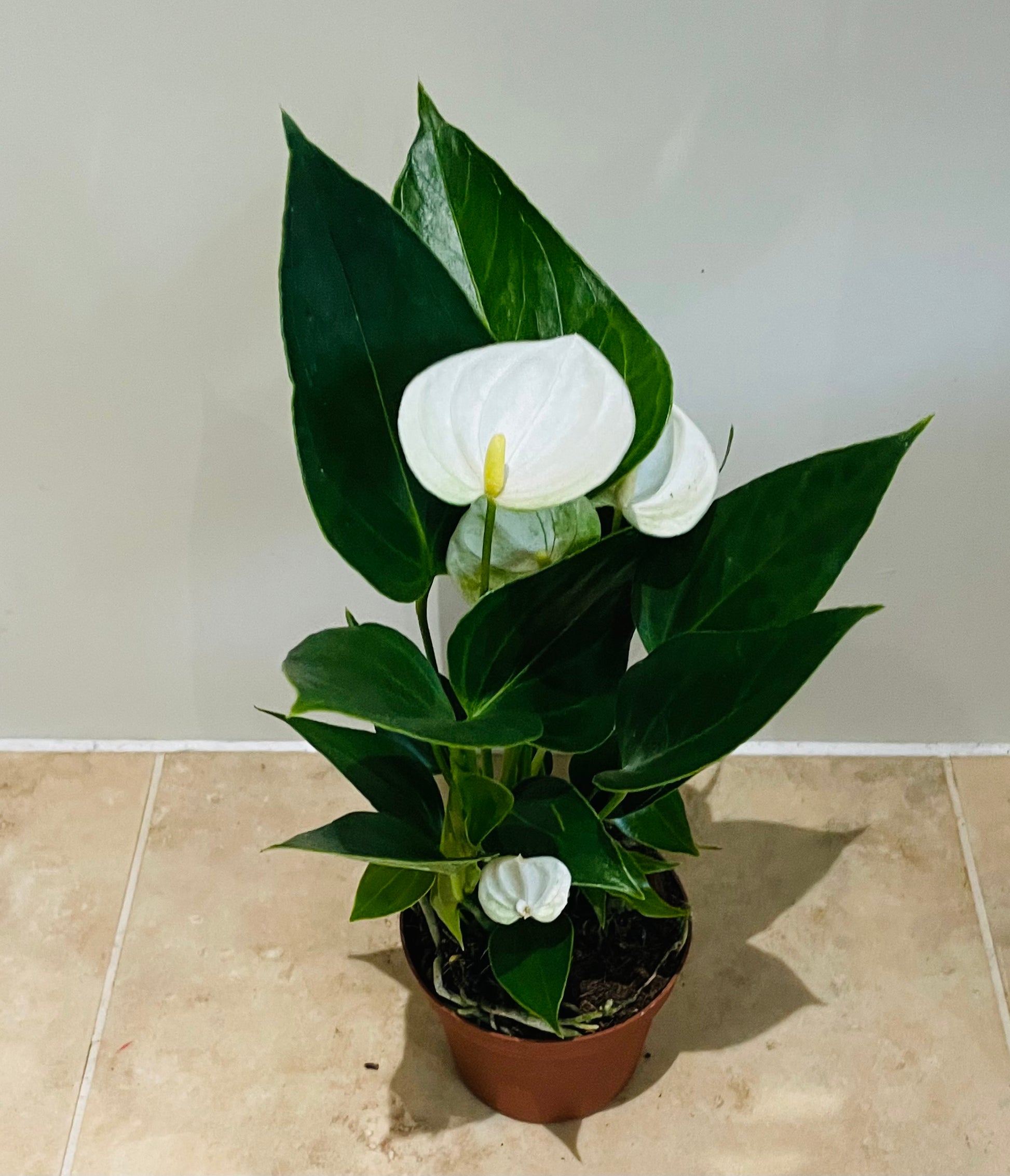 Anthurium Adraeanum White Flamingo Flower in a 7cm pot