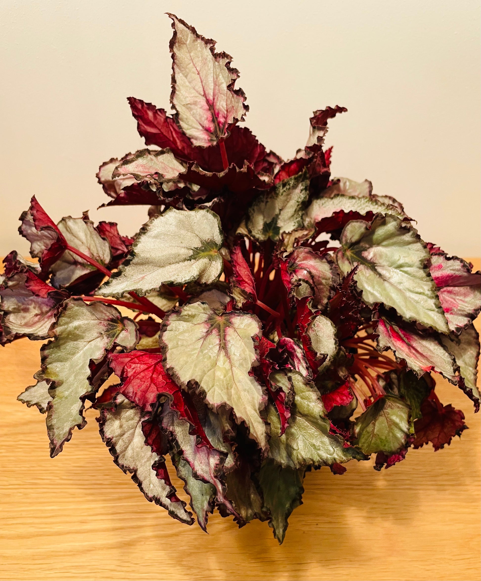 Begonia Rex “Red Dwarf” 13cm Pot Cassandra's Plants