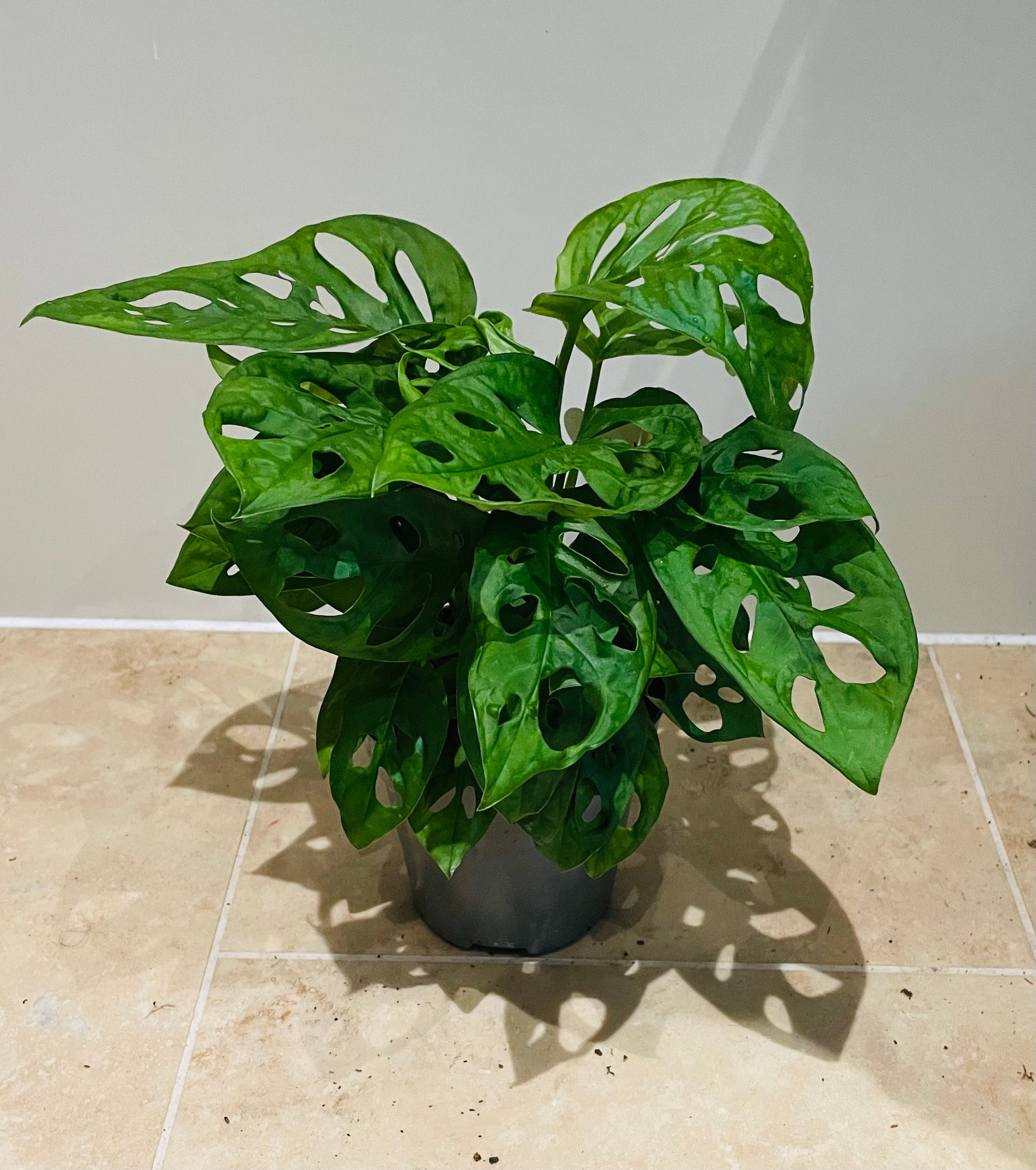 Monstera Adansonii in a 12cm pot Cassandra's Plants