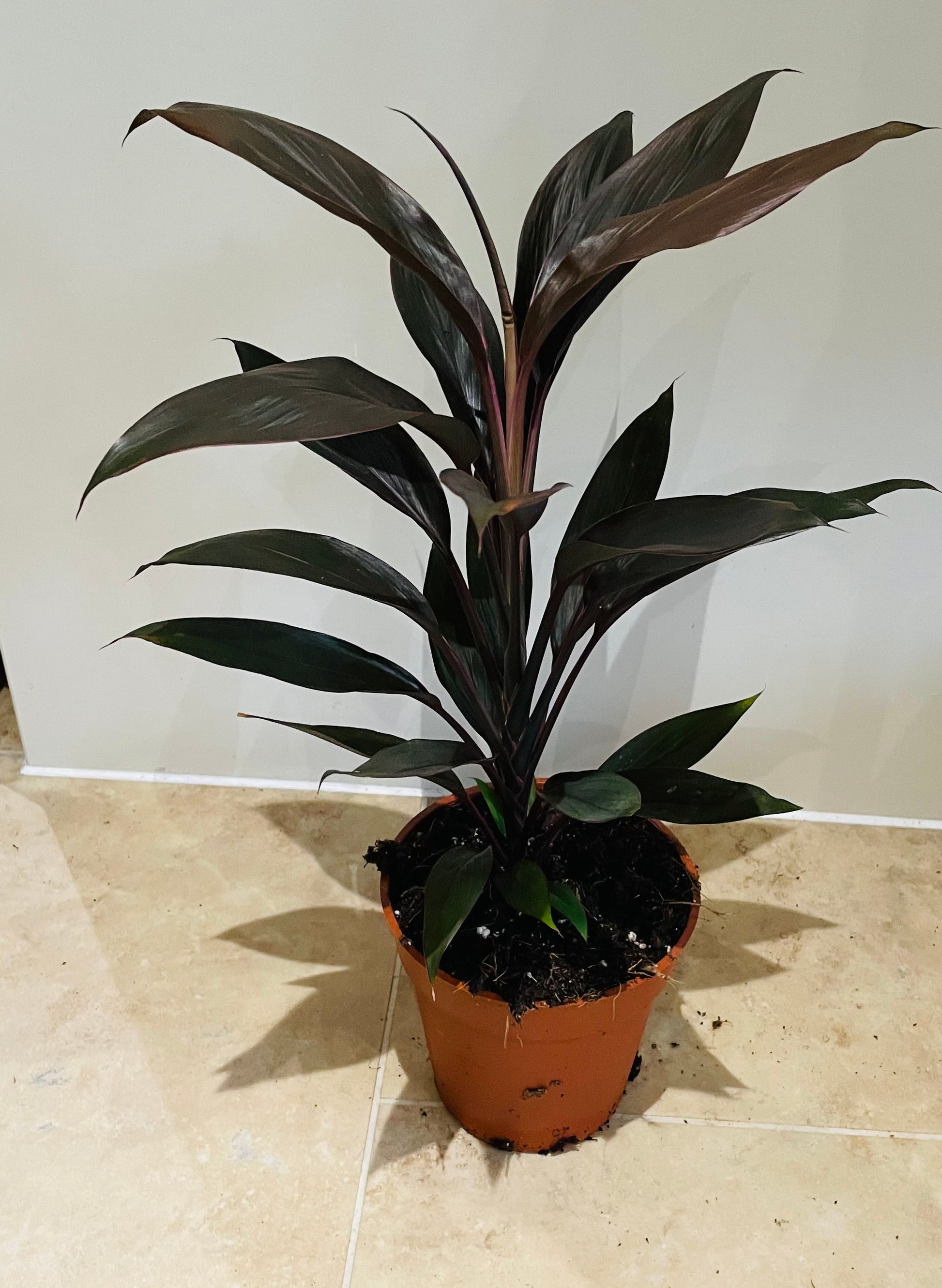 Cordyline Fruticosa Rubra 13cm pot Cassandra's Plants