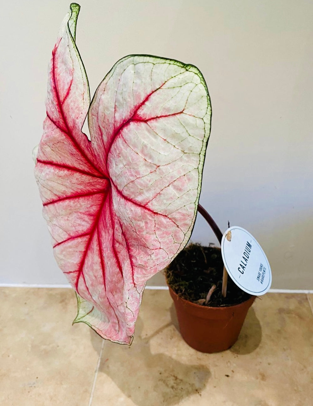 Caladium Summer Breeze 12cm Pot Cassandra's Plants