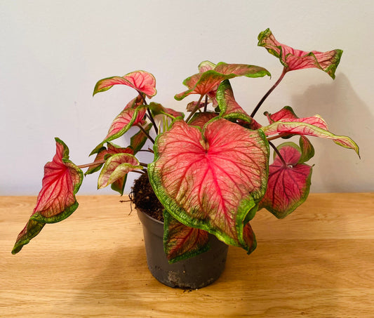 Caladium Sizzle “Angel Wings” 12cm Pot Cassandra's Plants