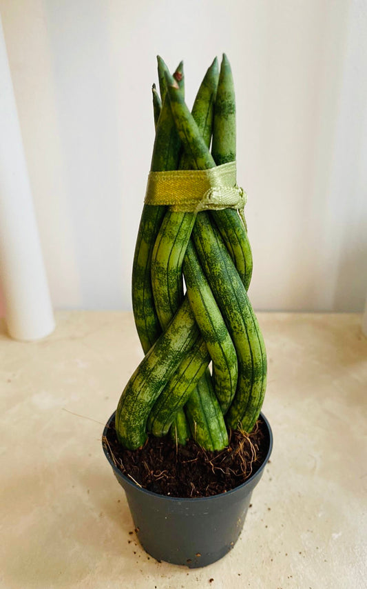 Sansevieria Cylindrica In a 6.5 cm pot Cassandra's Plants