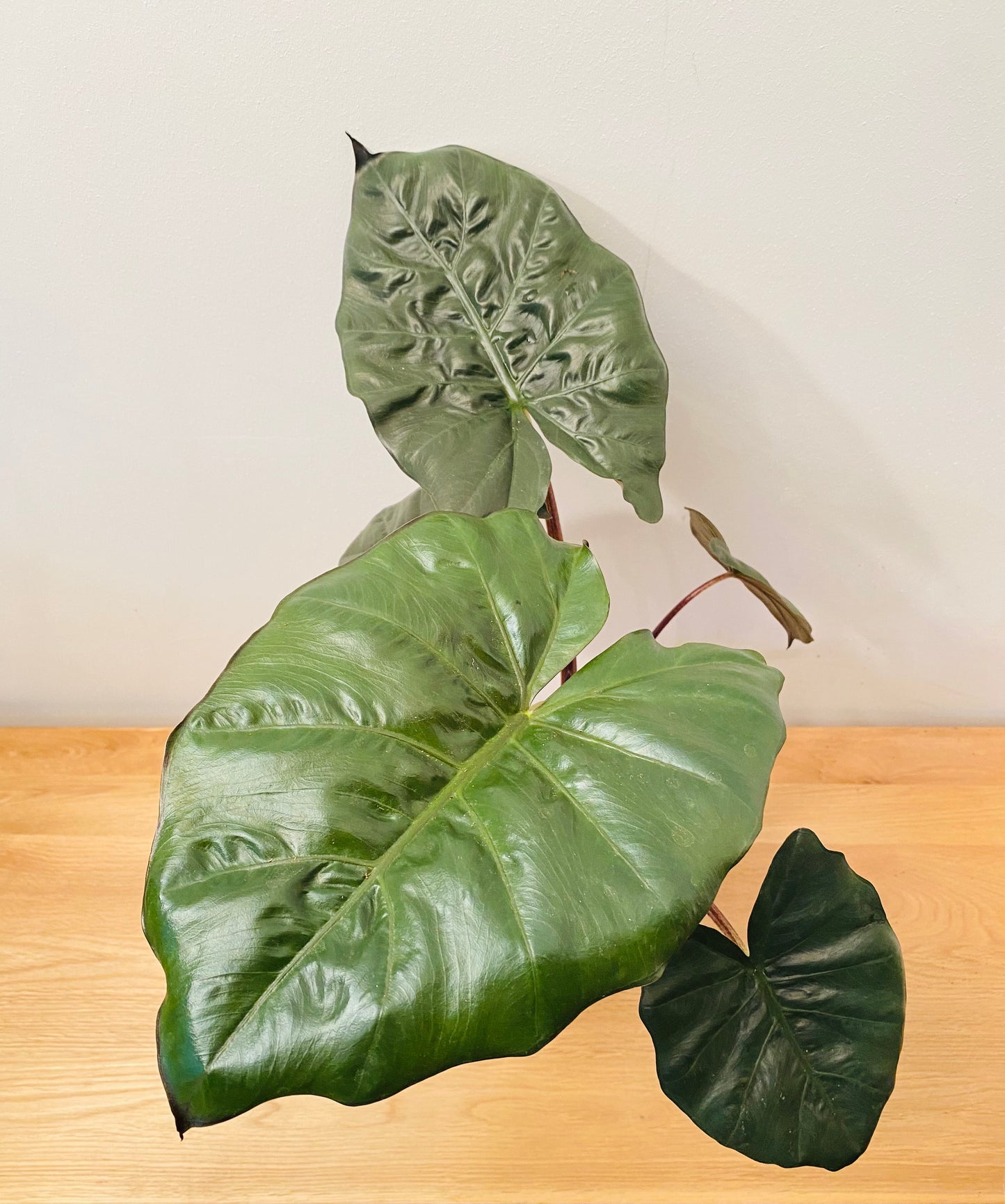 Alocasia Yucatan Princess 17cm Pot Cassandra's Plants