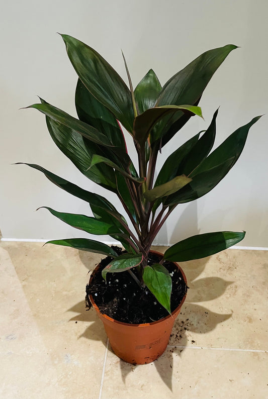 Cordyline Fruticosa Glauca 13cm pot Cassandra's Plants