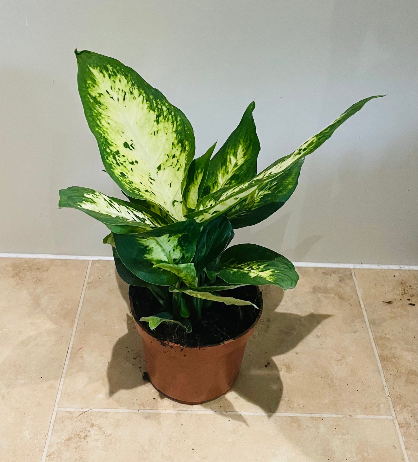 Dieffenbachia 'Compacta' Dumb Cane 8cm Pot Cassandra's Plants