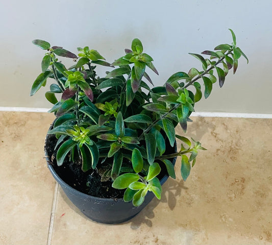 Aeschynanthus Twister Lipstick Plant 12cm Pot Cassandra's Plants