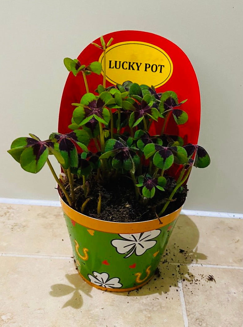 Oxalis Triangularis Iron Cross in a 9cm pot Cassandra's Plants