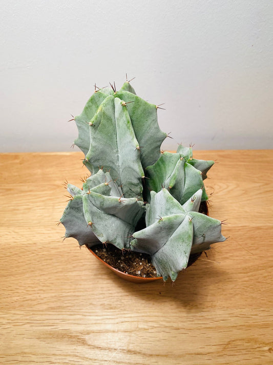 Ritterocereus Pruinosus Grey Ghost Cactus Cassandra's Plants