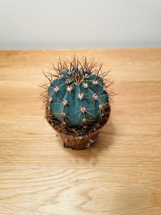 Melocactus Azureus in a 8cm pot Cassandra's Plants