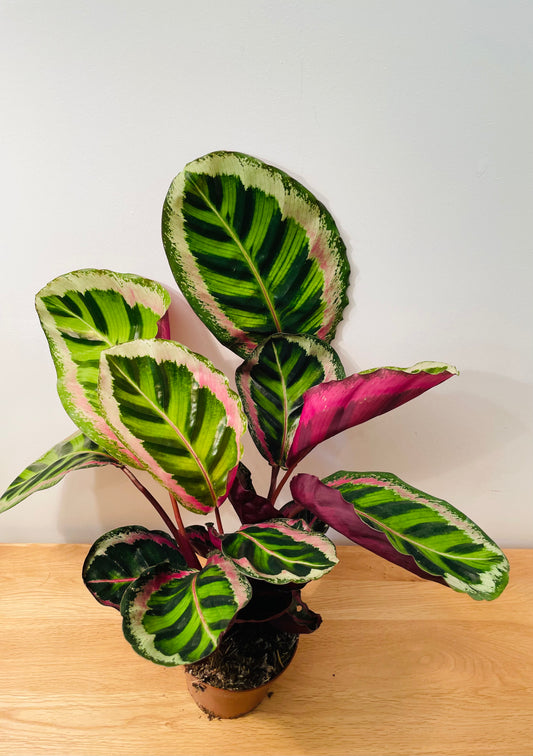 Calathea Roseopicta Angela 12cm pot Cassandra's Plants