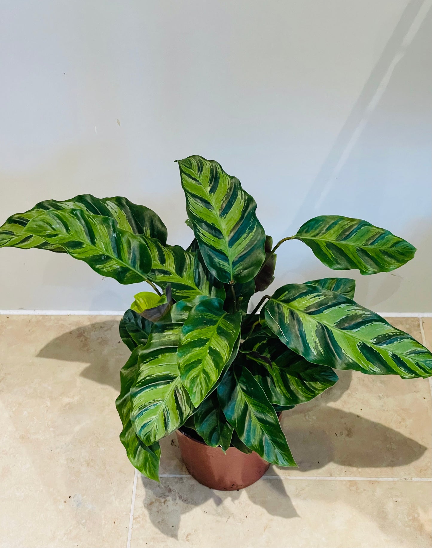 Calathea Louisae 12cm Pot Cassandra's Plants