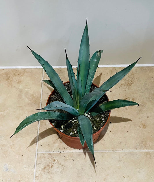 Agave Tequilianas 12cm Pot Cassandra's Plants