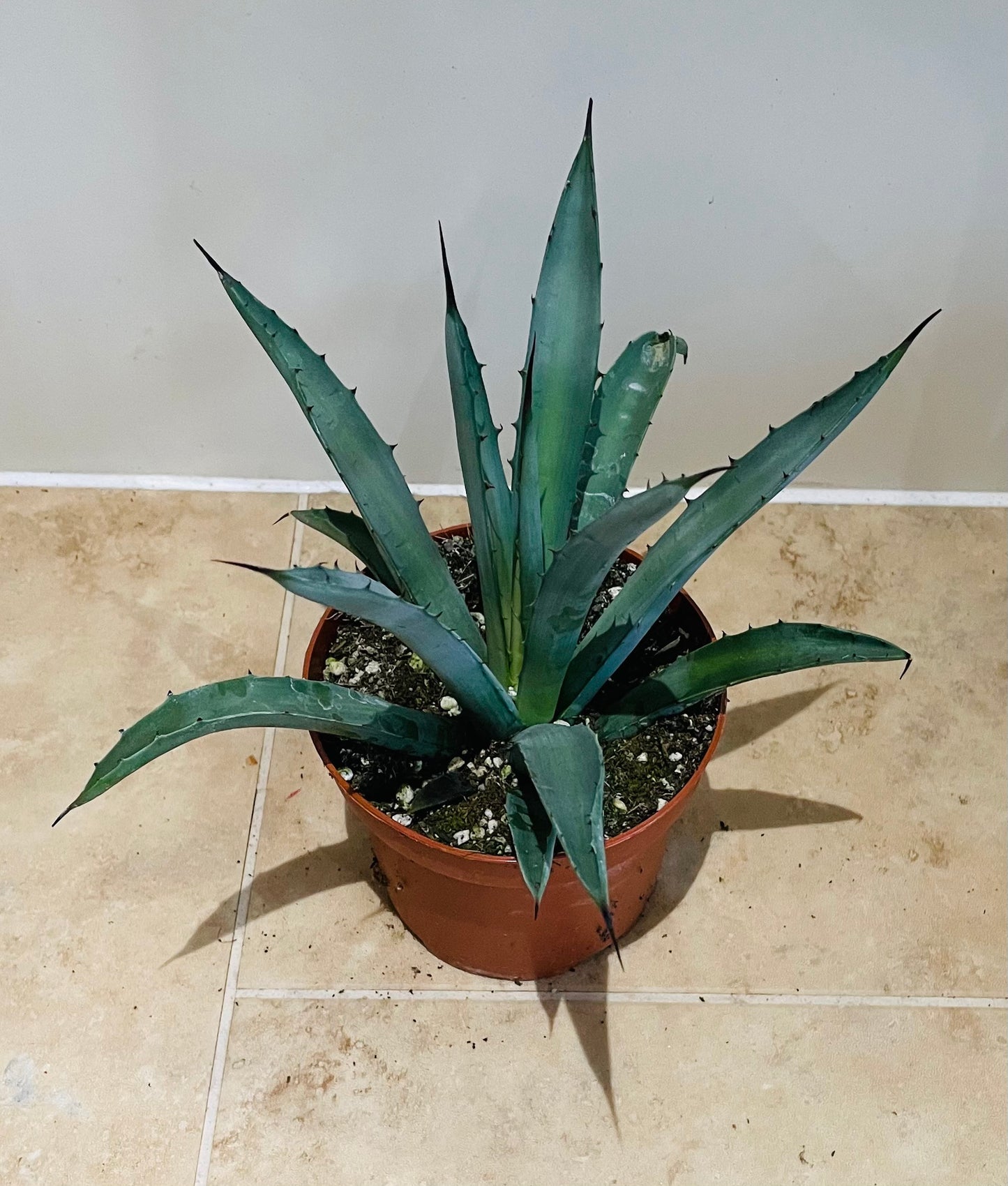 Agave Tequilianas 12cm Pot Cassandra's Plants