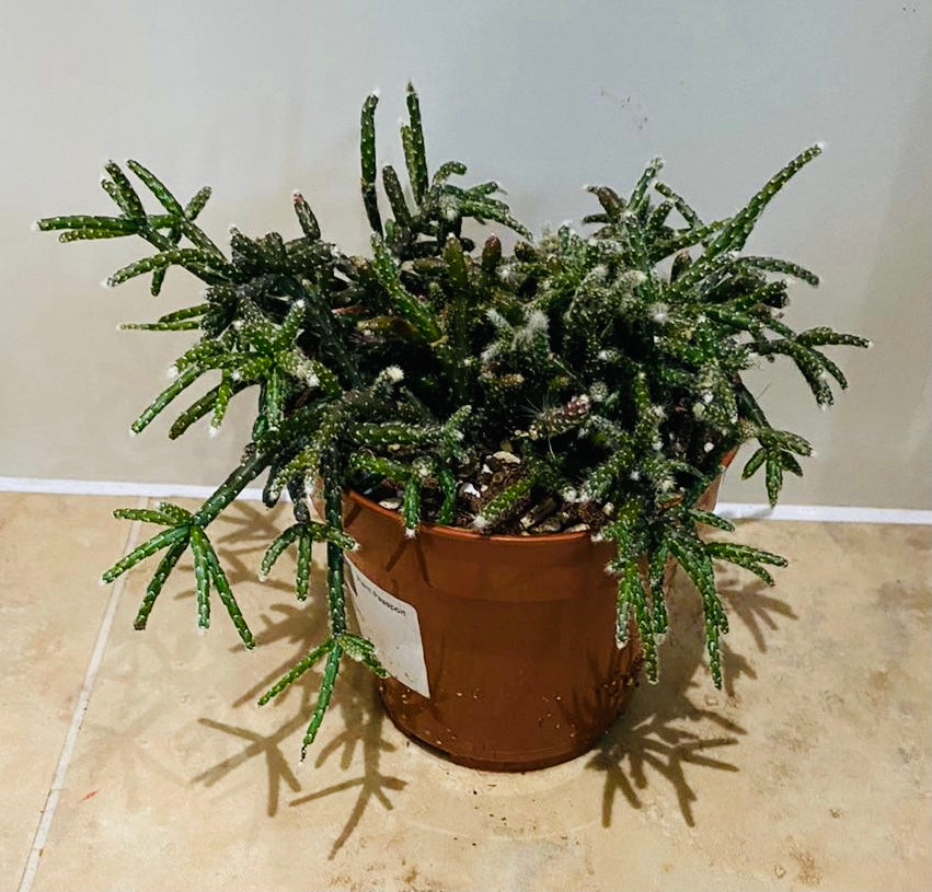 Rhipsalis Baccifera subsp. Horrida Cassandra's Plants