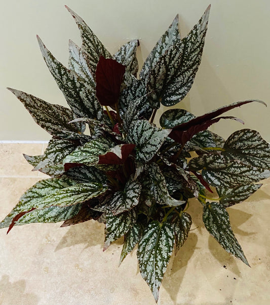 Begonia Rex “Snow Capped” 13cm Pot Cassandra's Plants