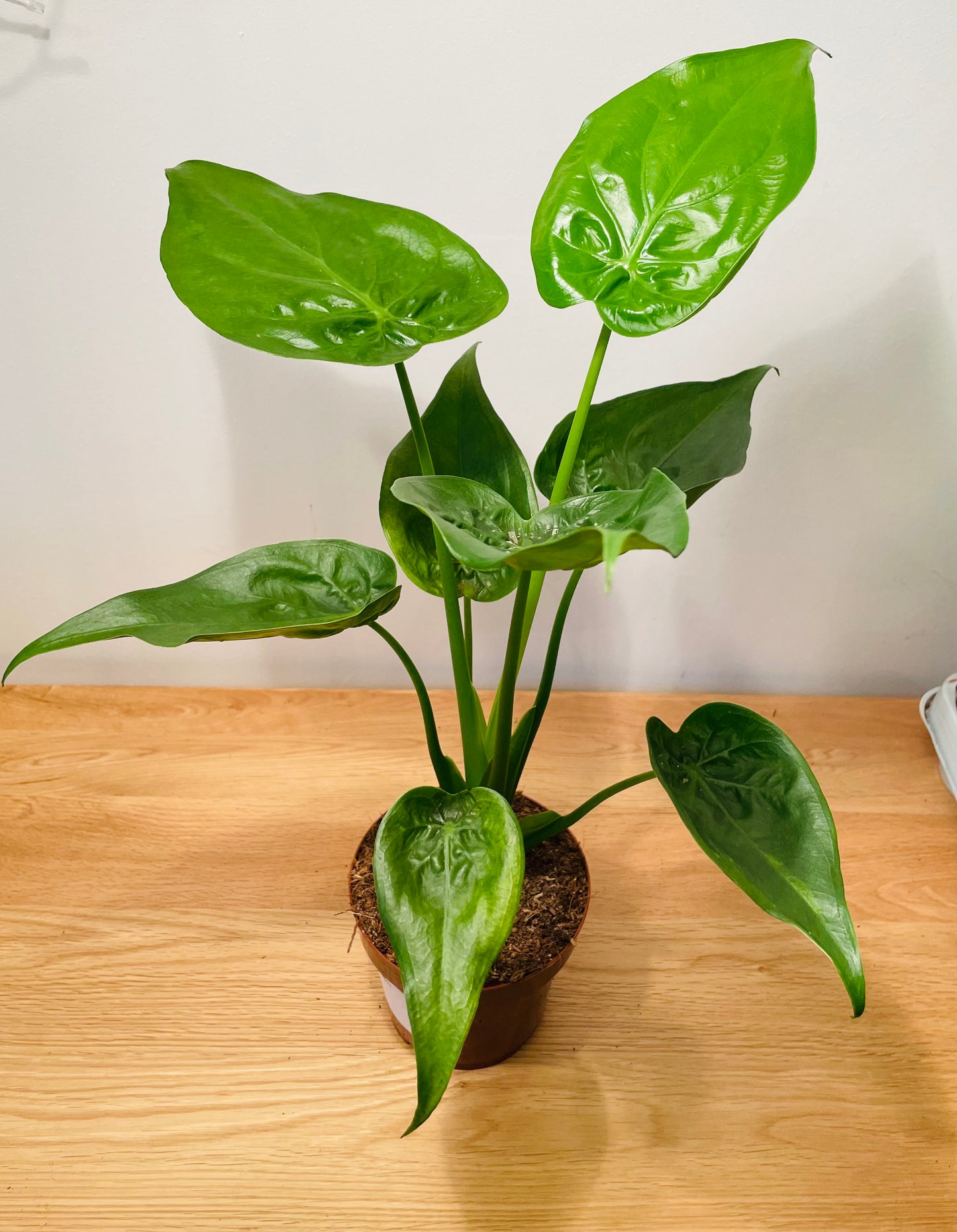 Alocasia Cucullata 12cm Pot Cassandra's Plants