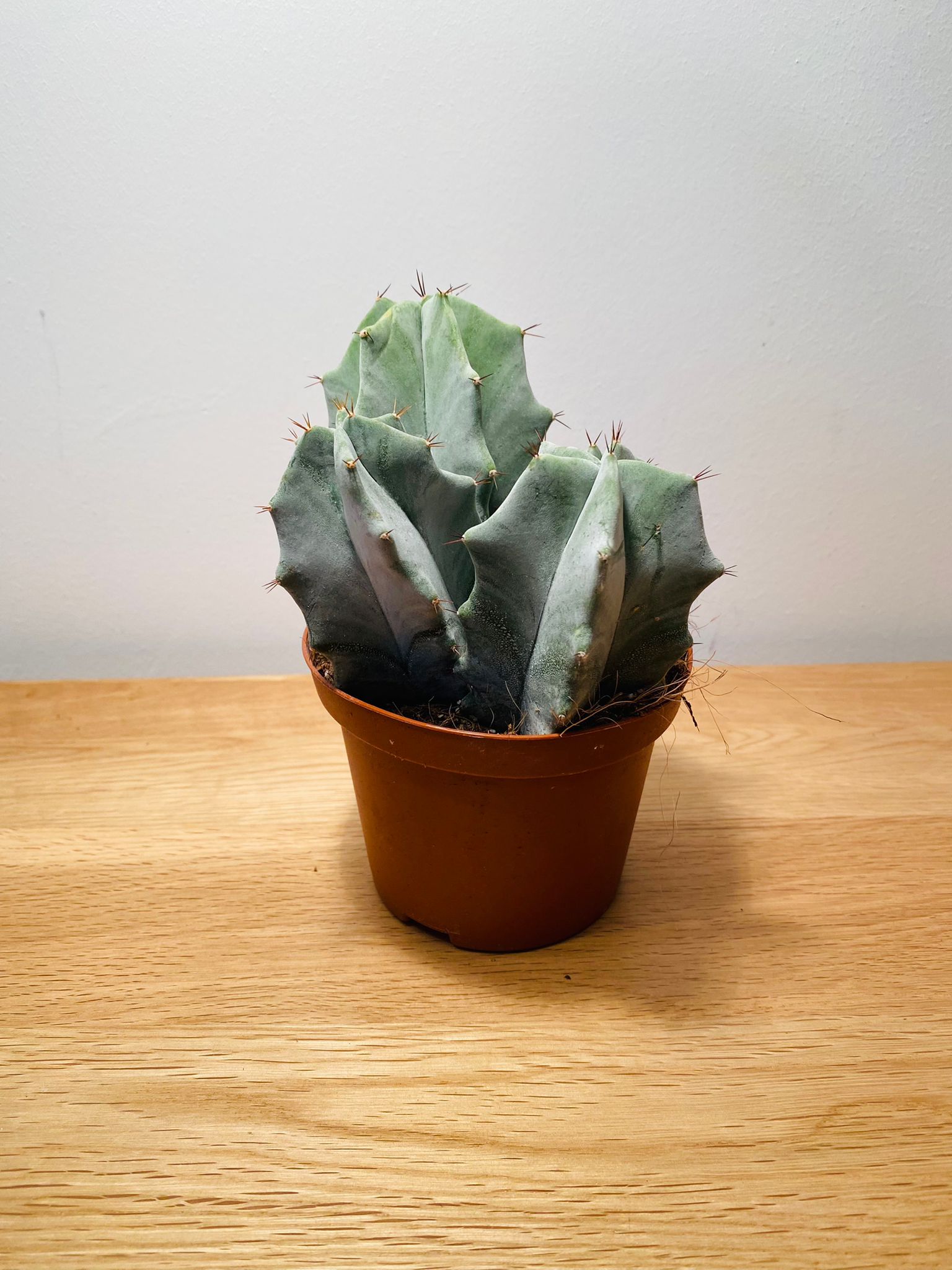 Ritterocereus Pruinosus Grey Ghost Cactus Cassandra's Plants