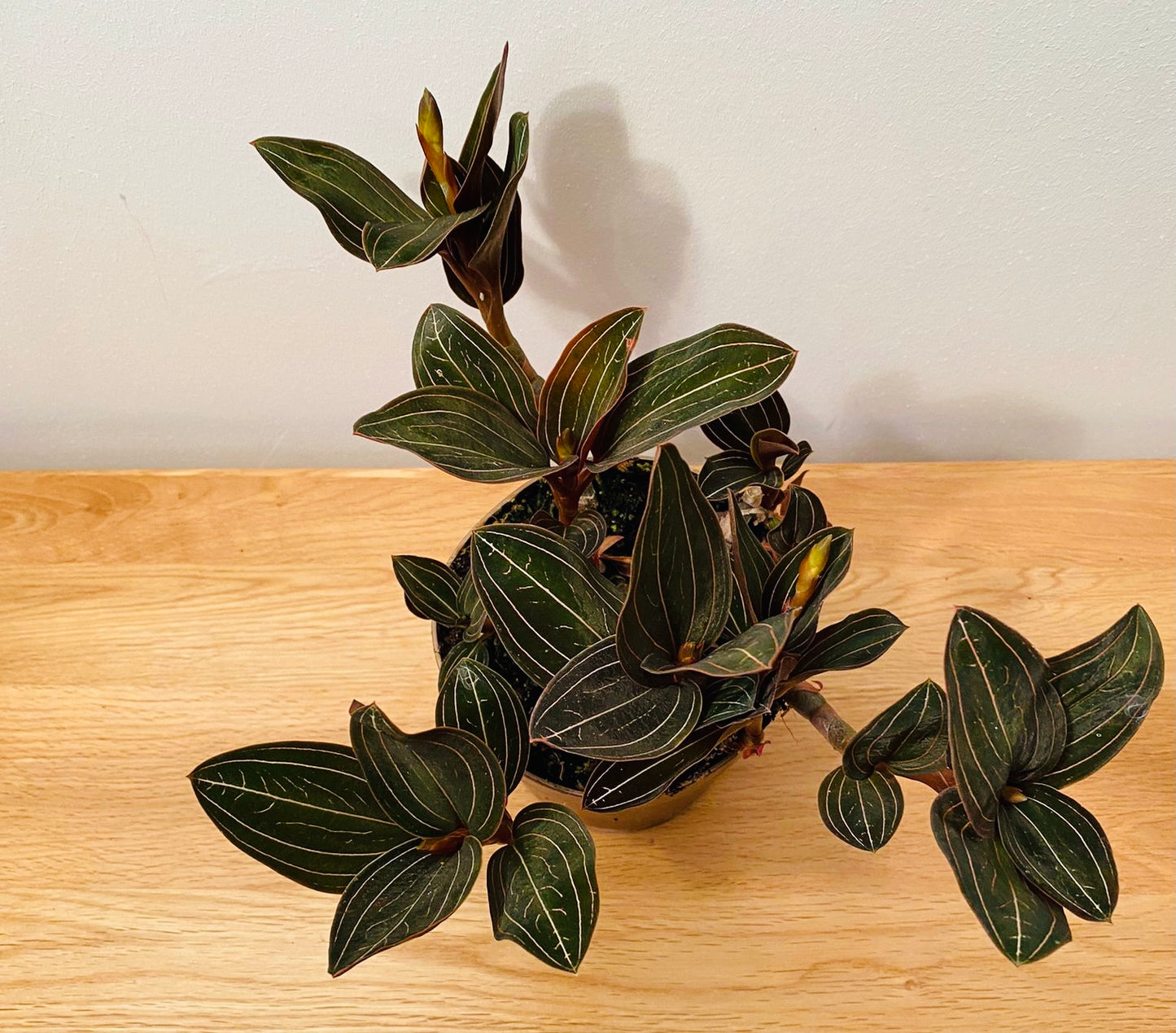 Ludisia Discolor Jewel Orchid in a 12cm pot Cassandra's Plants