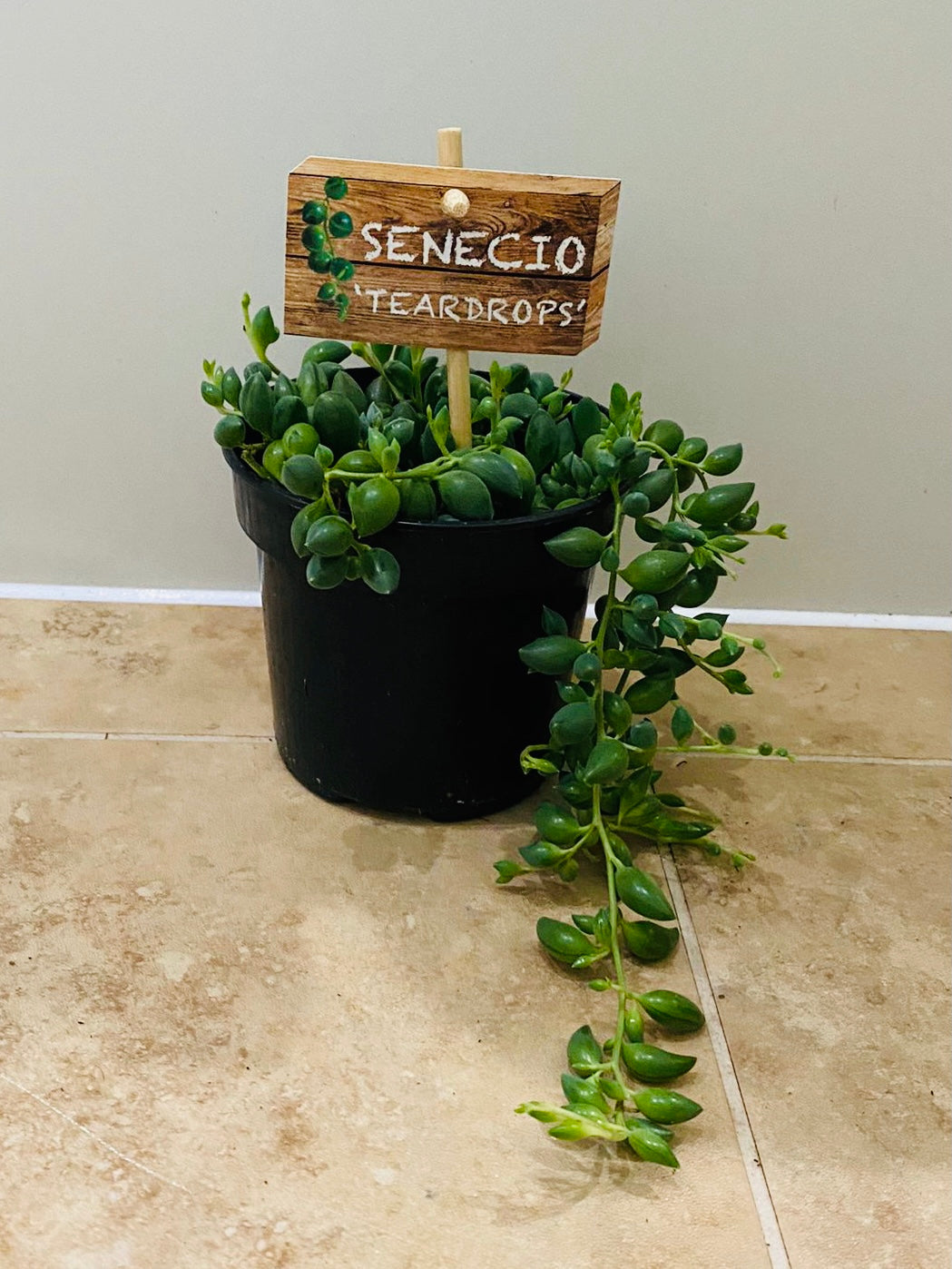 Senecio Herreianus String of Tears