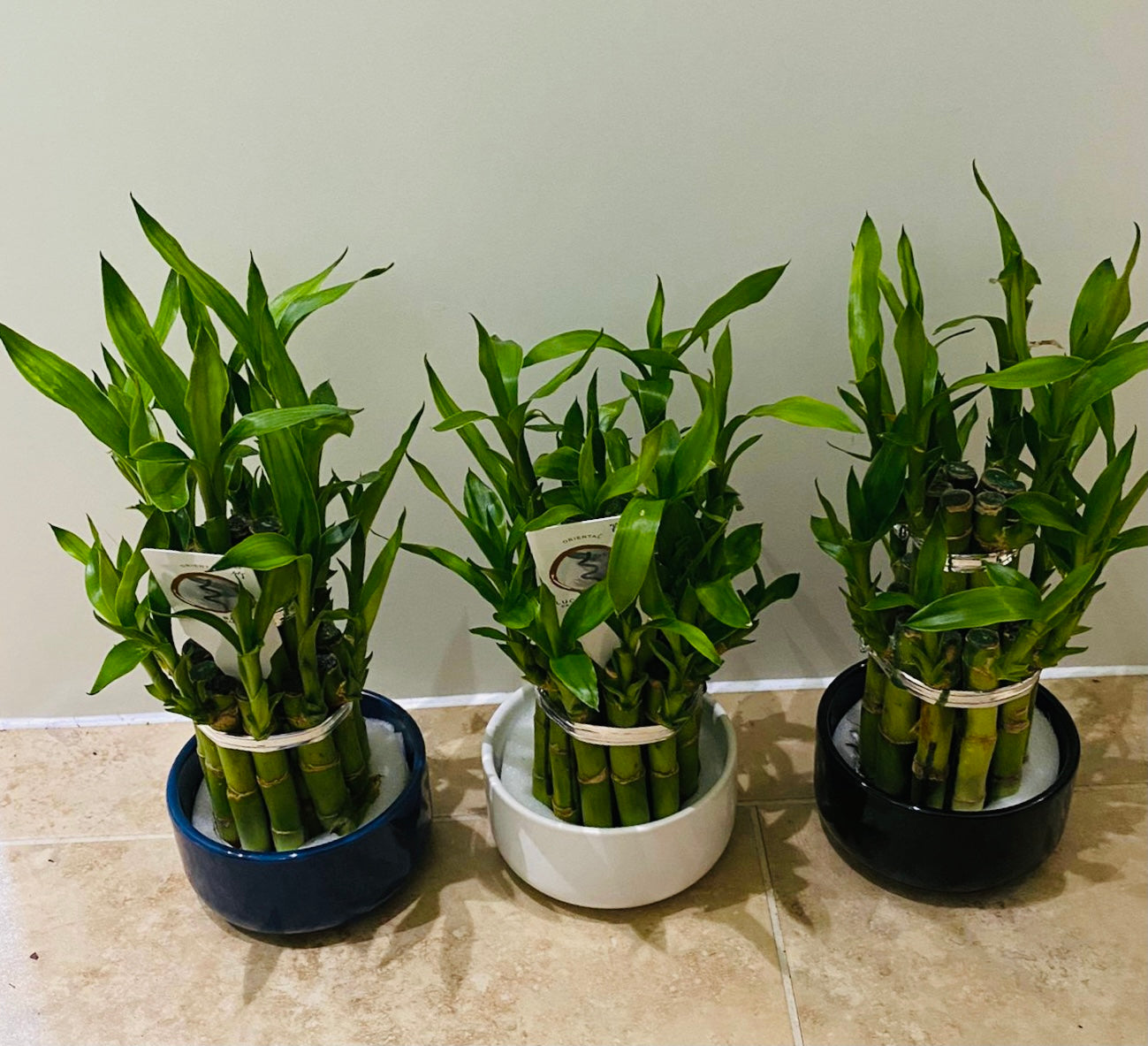 Dracaena Sanderiana Lucky Bamboo in a 9cm Cassandra's Plants